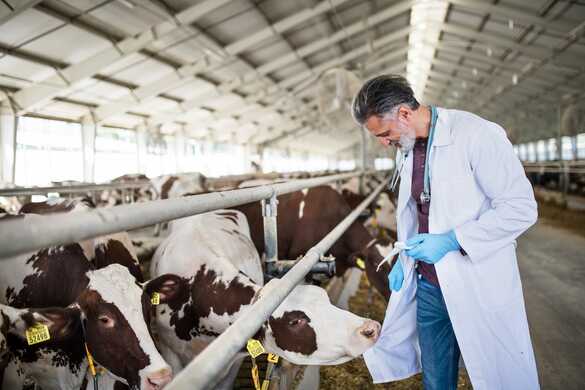 Common Summer Diseases your cows are prone to