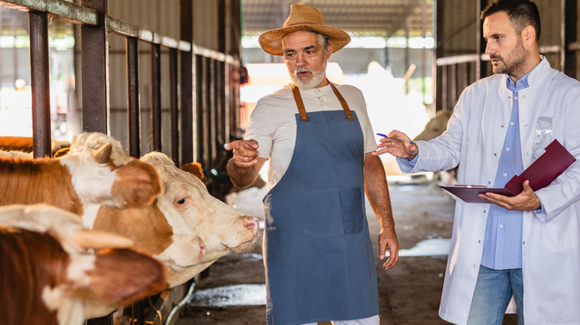  Wet + humid = higher herd-health risk: a summer checklist for grazing dairy herds