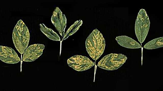 Watch out for Alfalfa Mosaic Virus (AMV)!