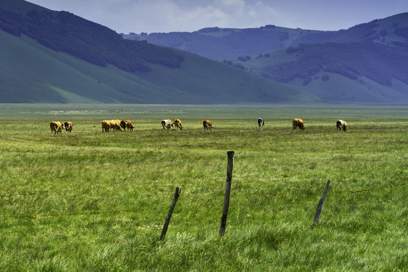 Rising Plate Meter USA: A Modern Approach to Large-scale Pasture Management