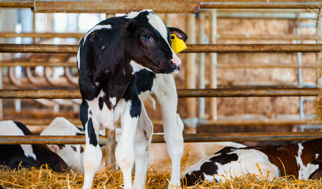 How to Safely Introduce New Livestock: Quarantine and Biosecurity Best Practices