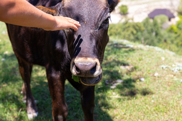 When The Weather Heats Up, Here’s How To Keep Your Cows in Milk