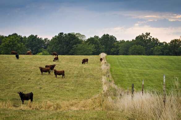 Benefits of Deferred Grazing on Native Pastures