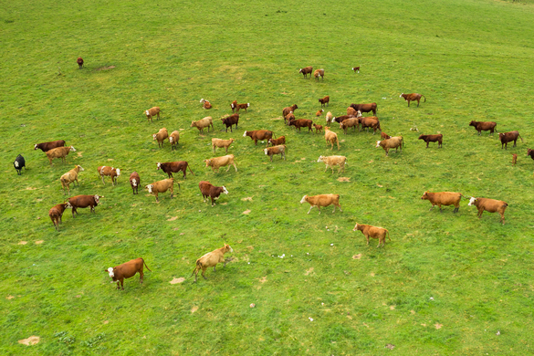 From plate meters to pixels: why satellite pasture estimates keep improving (and what that means for grazing decisions)