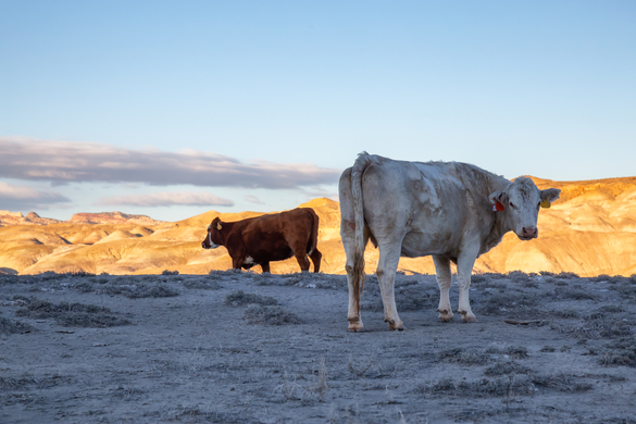 From Dry to Damp: Navigating New Zealand’s Post-Summer Pasture