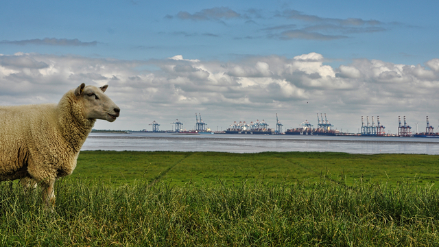 Australia’s Live Export Industry: What It’s Worth & How AgTech Plays a Role