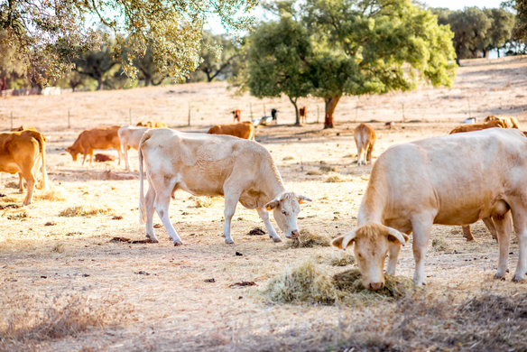 Smart Drought Strategies for Livestock Farmers: Surviving Dry Times with AgTech and Planning