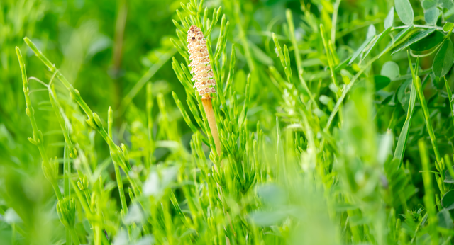 Integrated Parasite Management for Rotationally Grazed Dairy and Beef Cattle