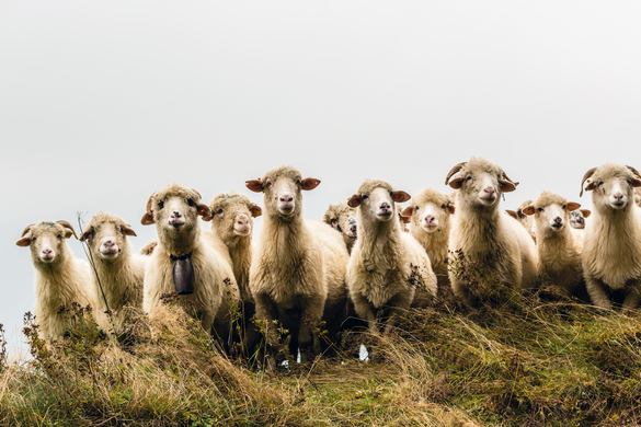 An Overview of the Sheep Industry in the United States: 2024-2025