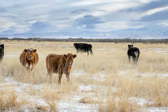 5 Cool Tips for Winter Grazing
