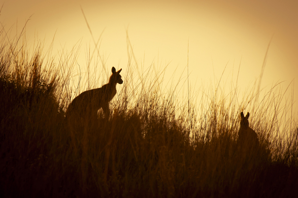 Farmers vs. Grazing Kangaroos: The Battle To Reduce Impact on Crops & Biodiversity