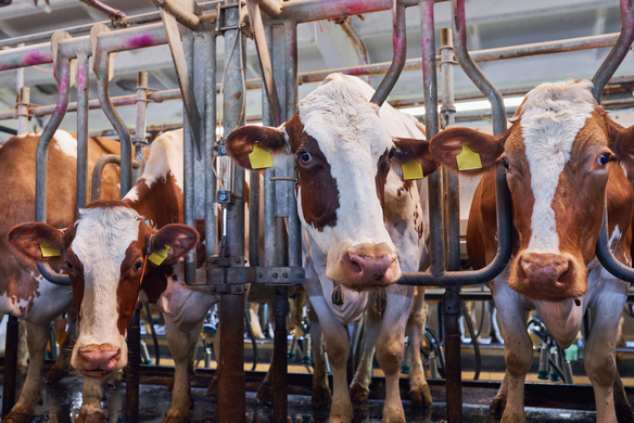 The Potential Profitability Of Dairy Farms – If You Play Your Cards Right