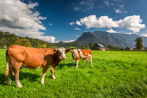 Is Dairy Farming Humane? We Address This Controversial Topic