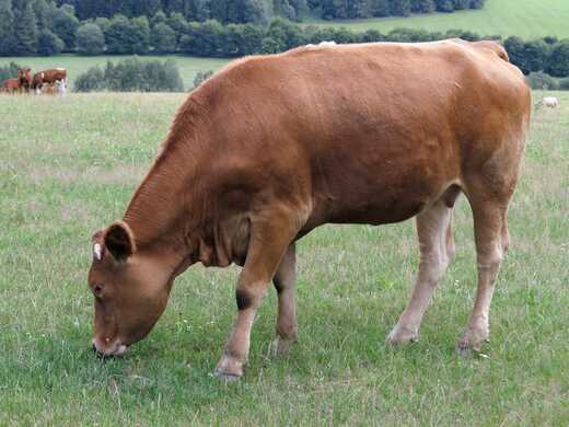 Rearing productive heifers