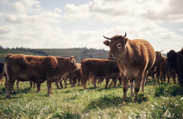 An Overview of the UK Beef Industry in 2024-2025
