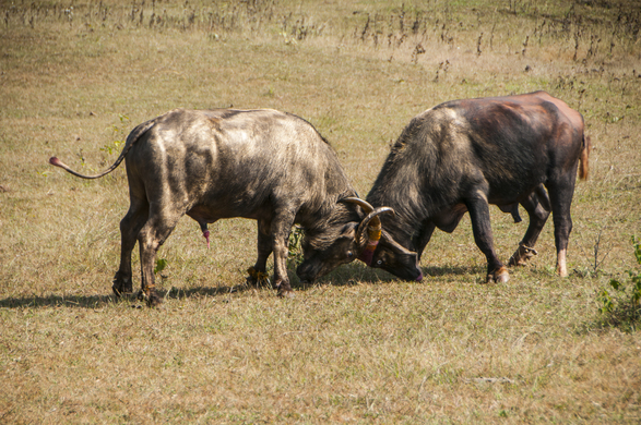 You’re Not Alone: 10 of Modern Farming’s Biggest Challenges