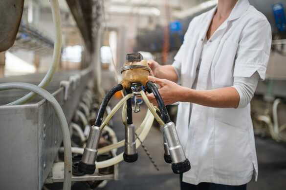 Controlling mastitis in your dairy cows