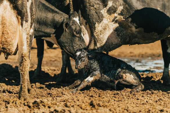 Calving Cows - The Basics of a Safe Delivery