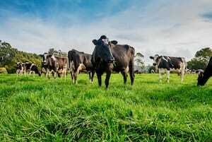 The latest tips to best pasture management for you and your farm