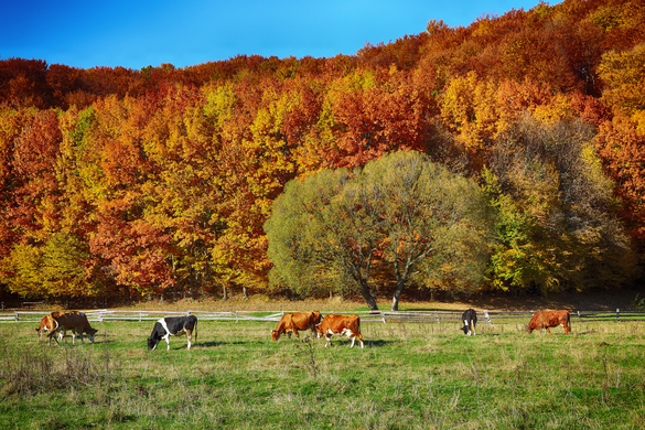 Avoiding Autumn Overgrazing: Protecting Pasture Regrowth
