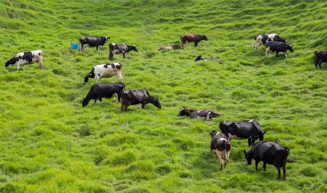 Pasture Renewal After Drought: Autumn Oversowing Tips