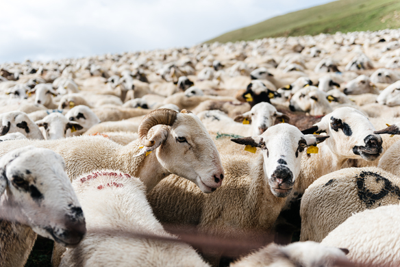 Australia Has Too Many Sheep. What Can Farmers Do To Control The Problem?