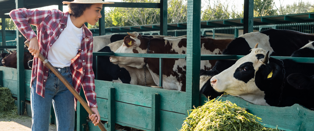 Feed security after rain: reset fertiliser, grazing and silage (and don’t miss fall armyworm)