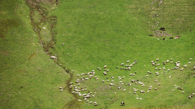 Pasture.io Part of Groundbreaking Grazing Intelligence Project With Key Australian Farming Groups