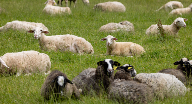  Sheepvention 2025: A lambing-ready grazing plan that protects both ewes and pasture