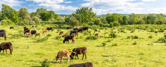 Mastering Rotational Grazing: Best Practices for Healthy Pastures and Livestock