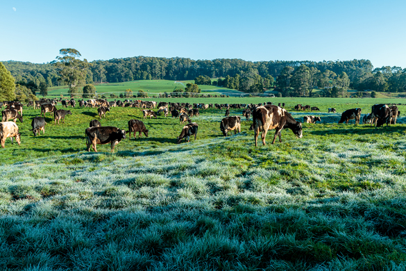 First Frost Warnings: Protecting Pastures as Temperatures Dip