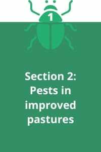 Section 2: Pests in improved pastures