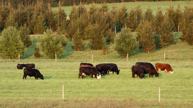 Fine-Tuning Grazing Residuals: A Cornerstone of Year-Round Pasture Health