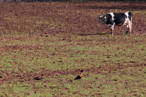 Pugging Prevention: Safeguarding Pastures in Wet Autumn-Winter Conditions
