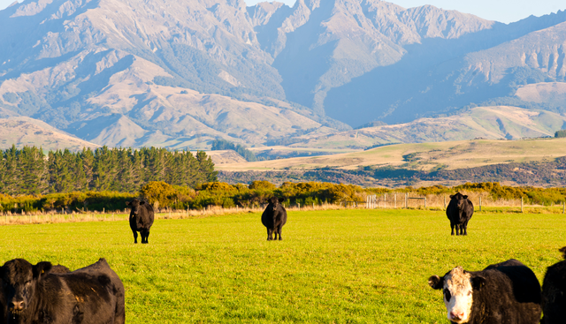 Harnessing Technology: Smarter Autumn Grazing Decisions