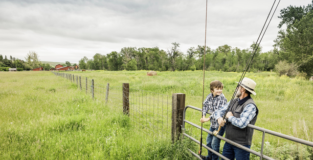 Fertility, Weed Control, and Reseeding in Ryegrass Paddocks