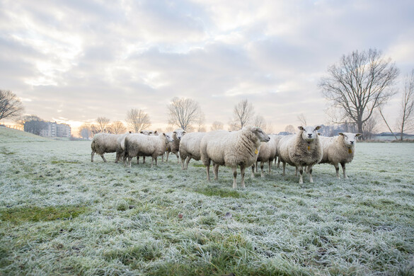 Stepping into Winter: Extending Rotations and Stocking Strategies