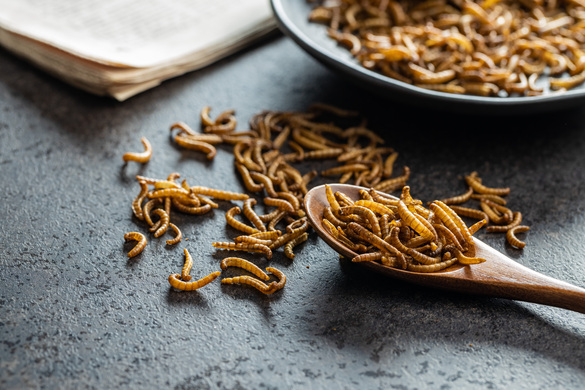 Robots & Maggots: World-First Pilot Turns Food Waste To Farm Fodder