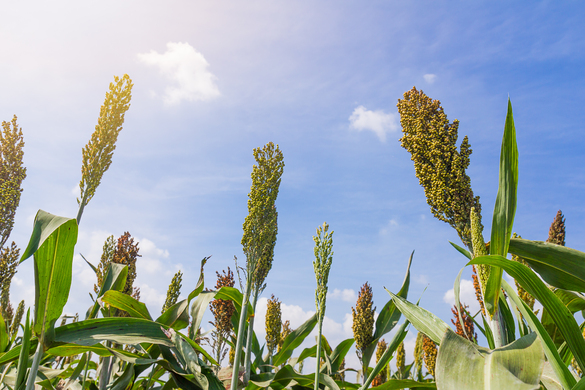 Growing Sorghum Key To Better Fodder Management & More Sustainable Farming