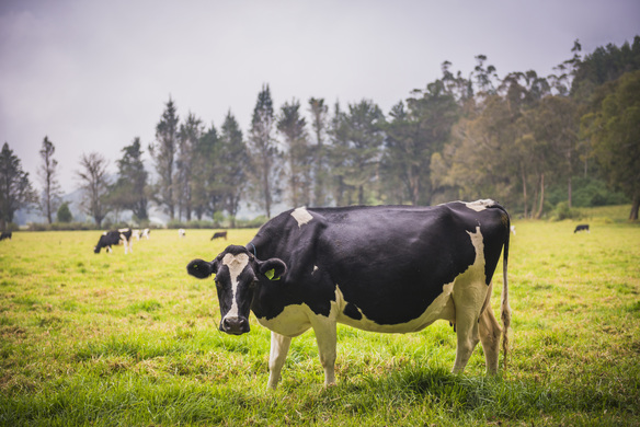 Take a Look at Pasture.Io In The Wild and How It’s Redefining Australian Dairy Farming