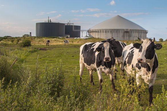 Reaching Climate Goals: What The World’s Farmers Can Learn From New Zealand’s Fight to Reduce Methane Emissions