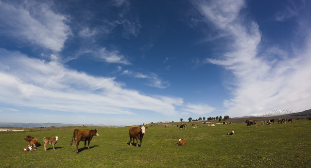 All-Season Grazing Roadmap: From Summer Drought to Spring Flush