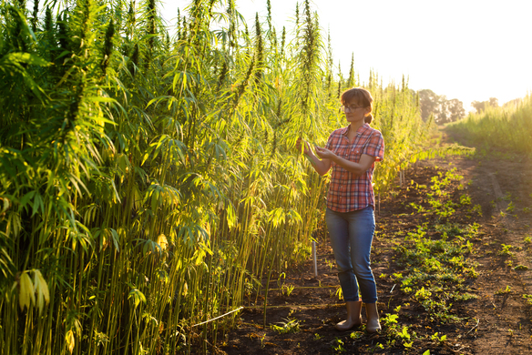 How feeding livestock hemp can improve animal health