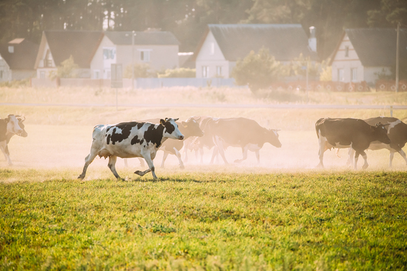 Is Your Farm To Blame For Methane Emissions? Understanding Their Impact and How To Reduce Them Instantly