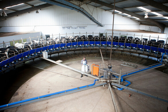 Milking systems: Which is right for your dairy farm?