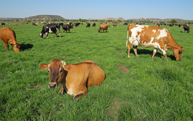 Expointer 2025: What pasture-based farmers should look for at Brazil’s mega ag show
