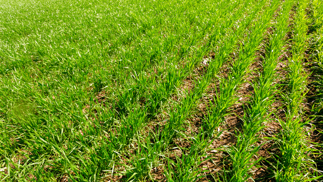 Mixing it Up: Ryegrass-Clover Mixtures and Other Pasture Companions