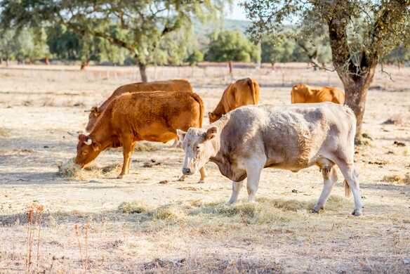 The Effect of Overgrazing on Biodiversity and Why You Should Care