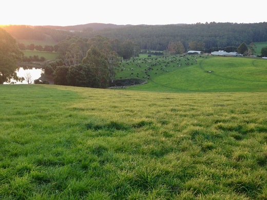 It’s Official—Australian-grown Rye Grass Is The Best!