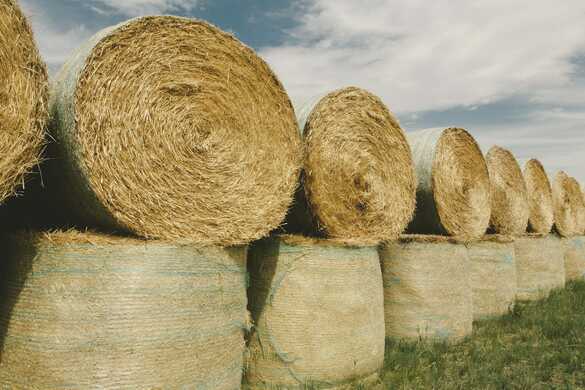 Forage Harvesting Tips That Increase Farm Profit